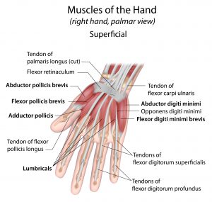 手の解剖と弾きやくなるコツ 腱鞘炎対策 音楽家の体の不調 ジストニア ステージ恐怖症 腱鞘炎 音楽家の体を改善